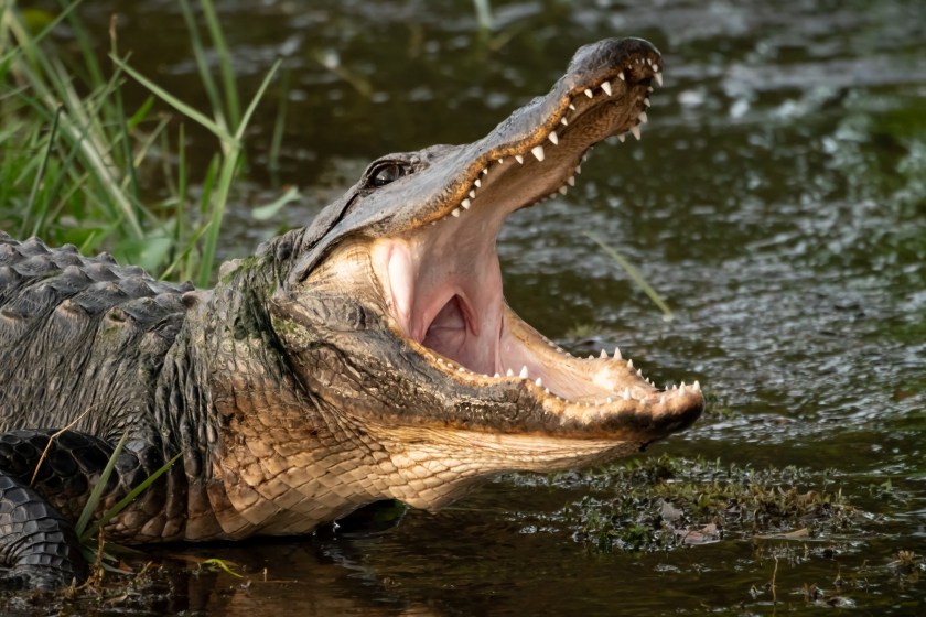 String Of Attacks Make It Seem Like Wildlife Has It Out For Floridians