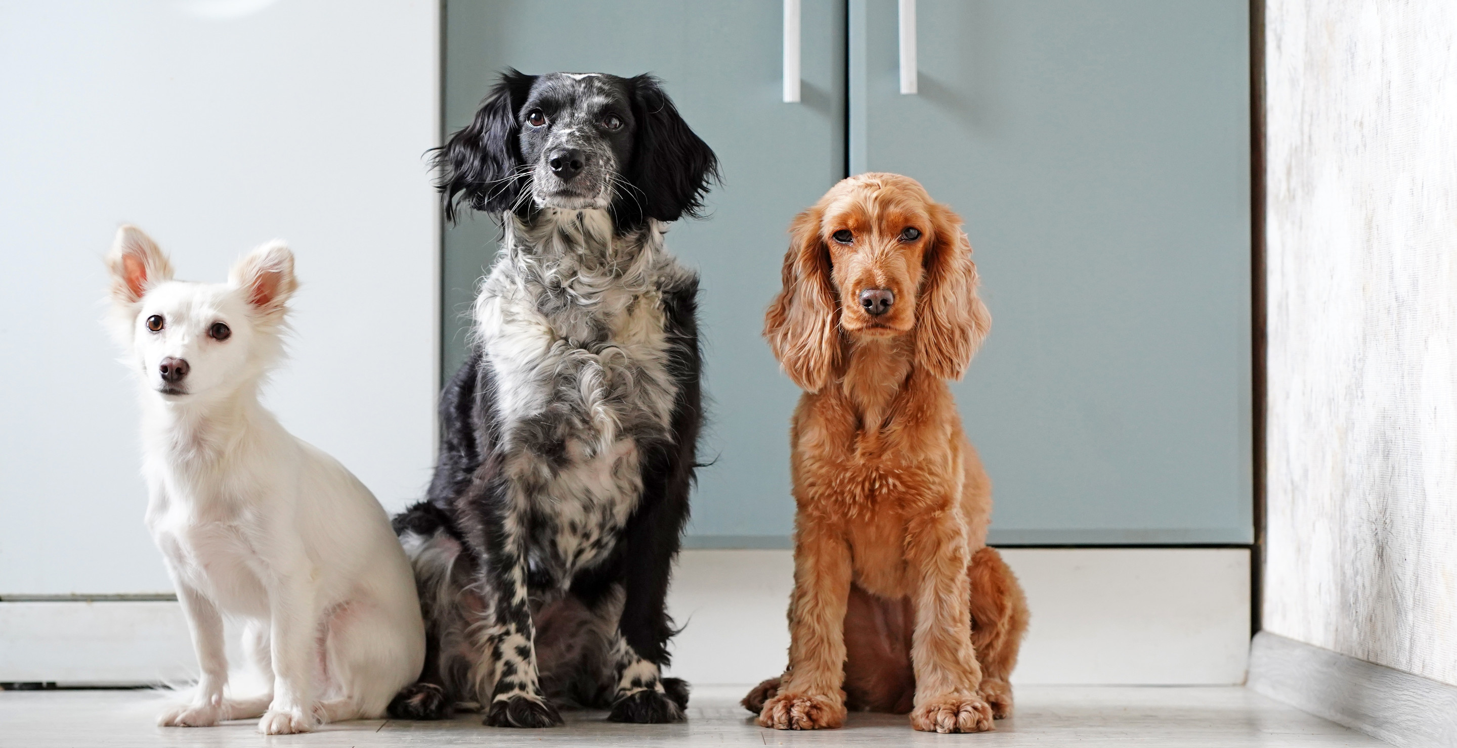 TV Actor Saves 67 Dogs From Dying At Cruel Dog Meat Farm