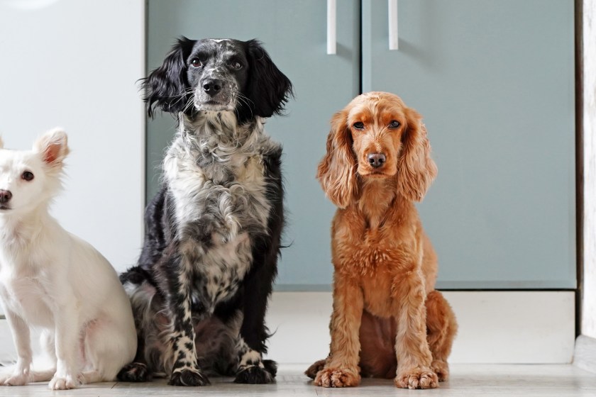 TV Actor Saves 67 Dogs From Dying At Cruel Dog Meat Farm