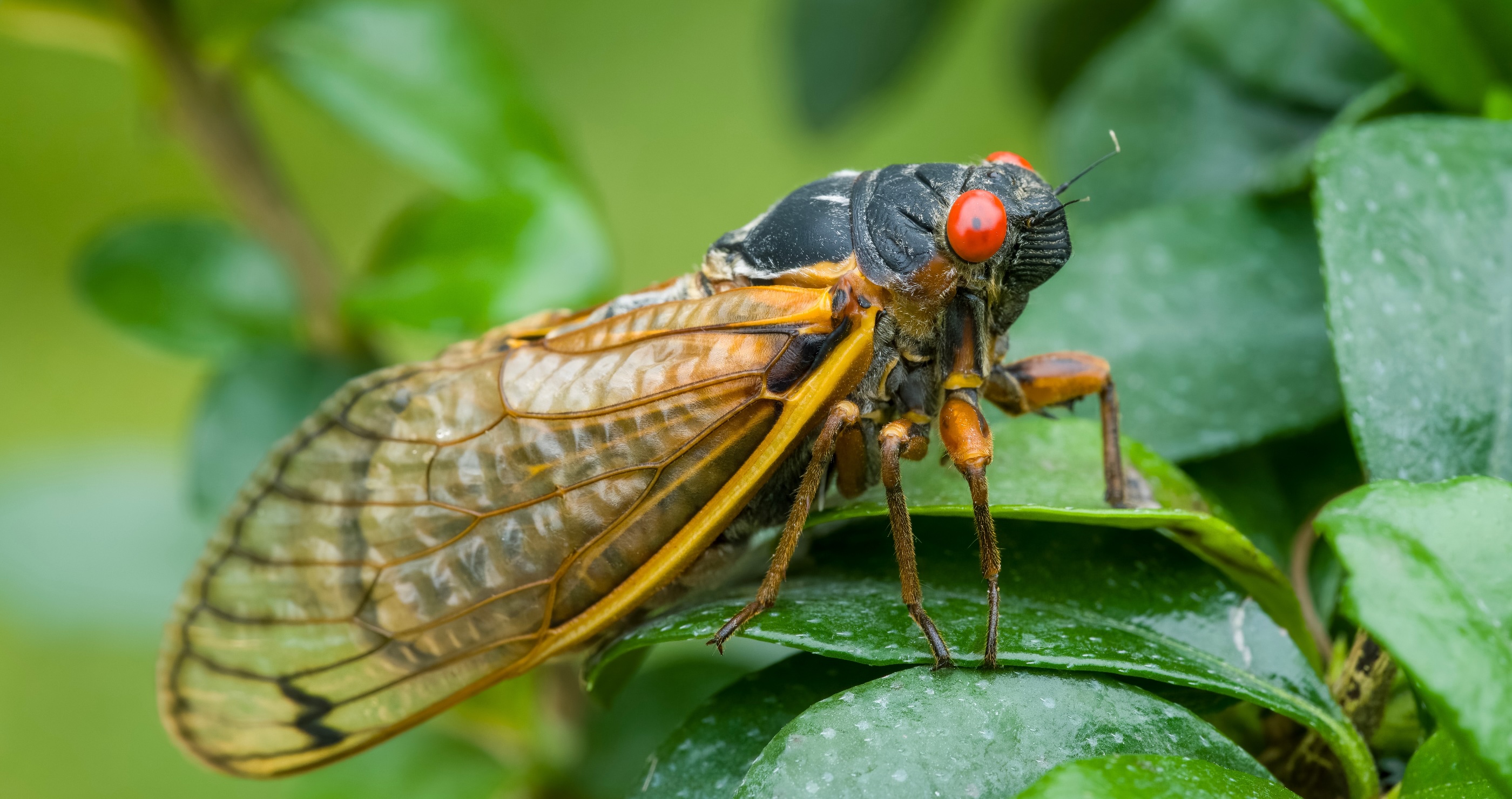 The Cicadas Are Coming, But What Does That Mean For Your Garden? 3 Things To Know