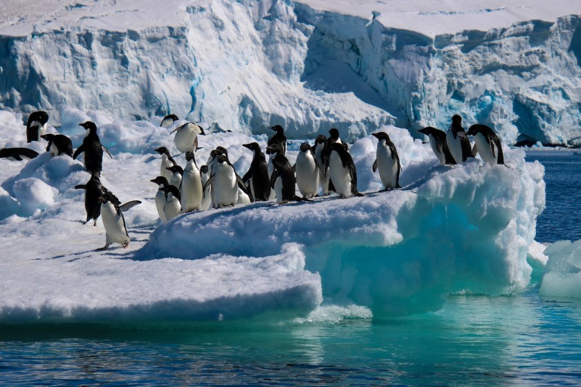 The World's Largest Iceberg Is Breaking- What That Means For Wildlife