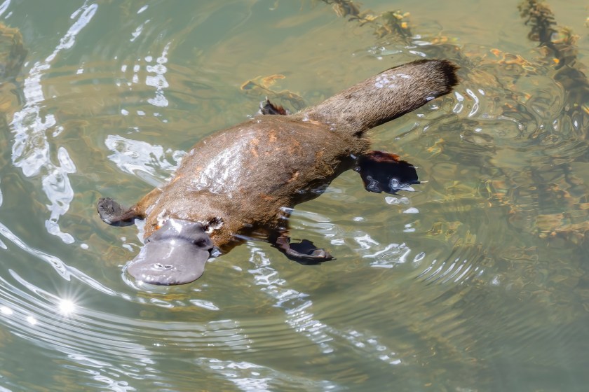 Things About Platypuses I Bet You Didn't Know