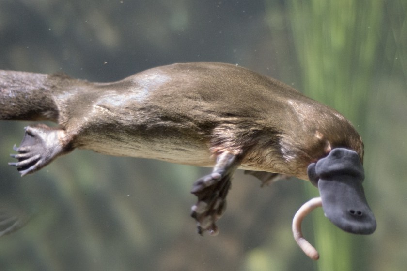 Things About Platypuses I Bet You Didn't Know