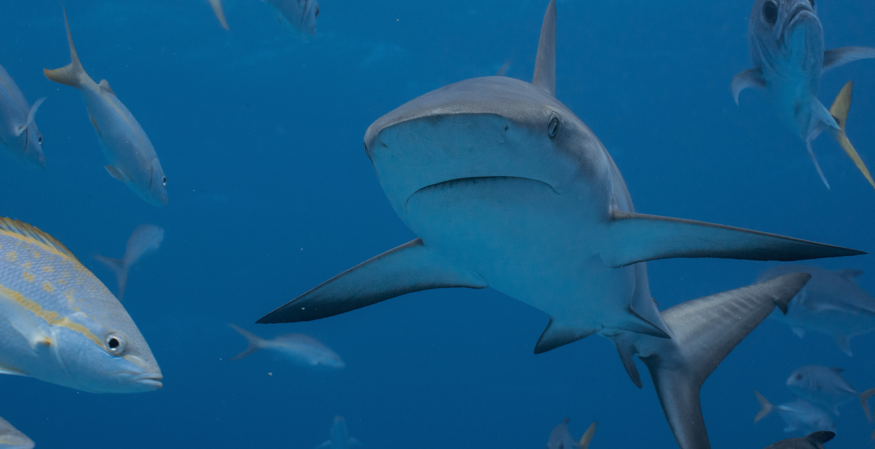 Tourist In Complete Shock After Shark Nearly Bites Off Her Ring Finger In Harrowing Attack