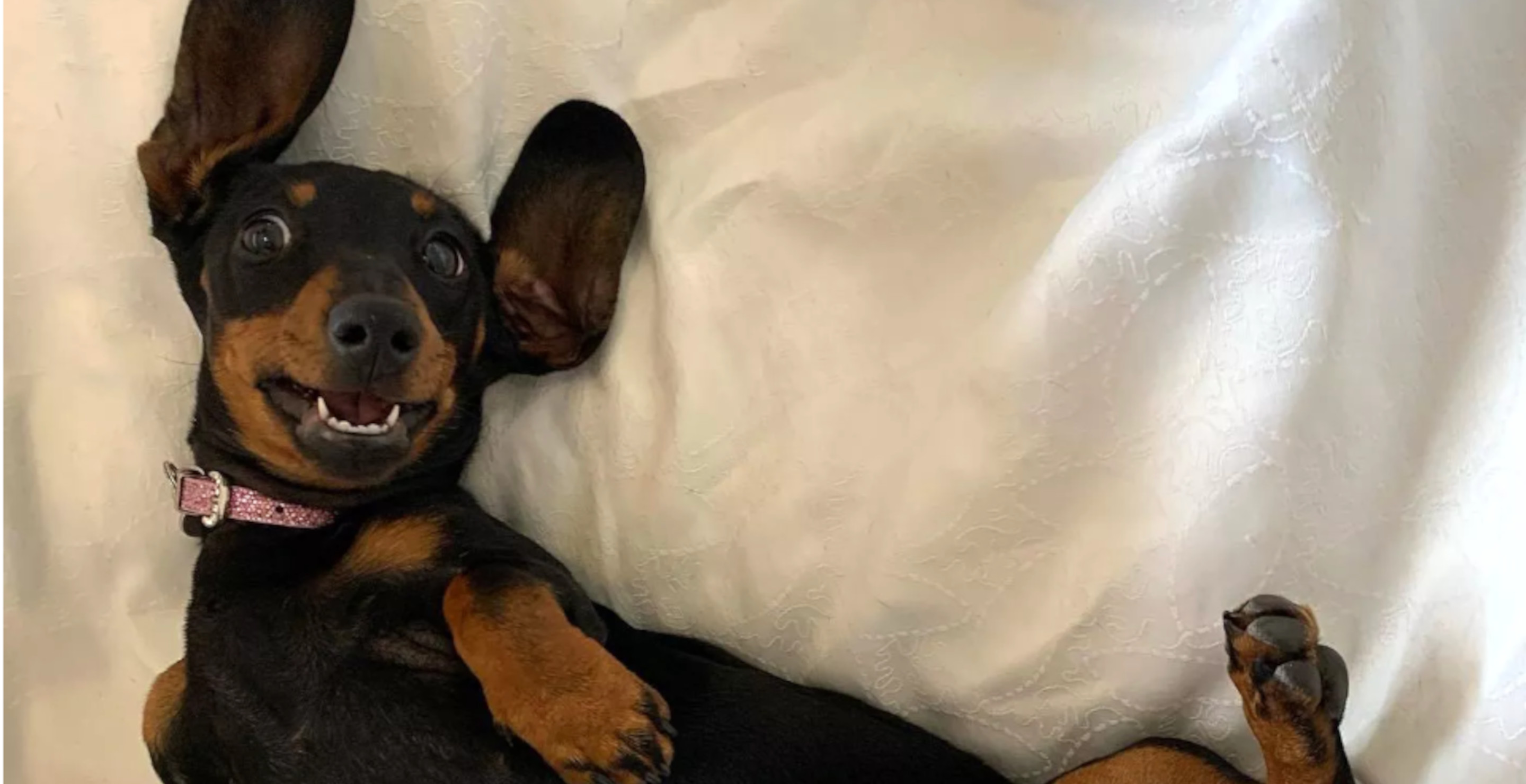 Valerie the Missing Dachshund Returned Home After 529 Days In The Wilderness