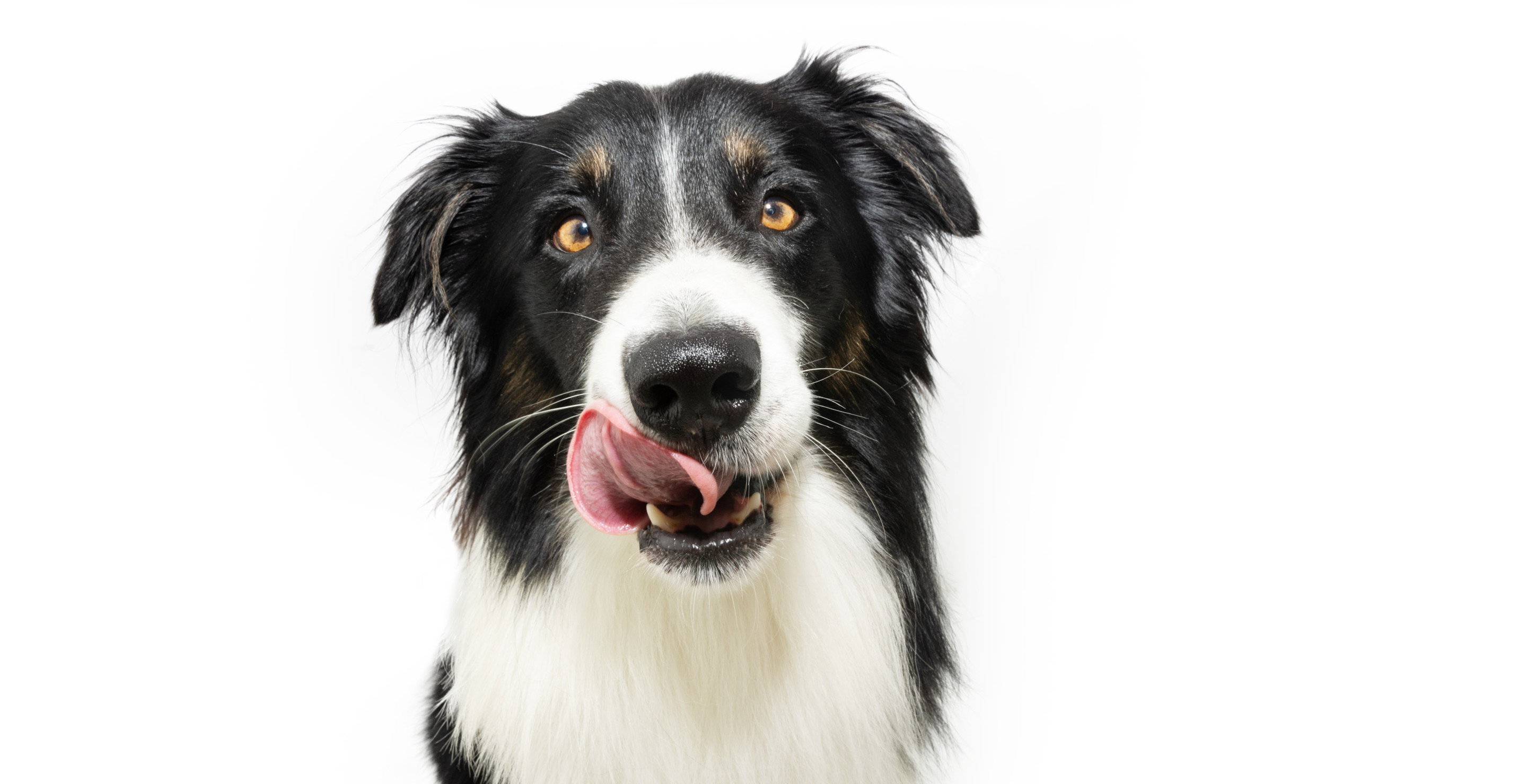 Veterinarian Warns Against Letting Your Dog Do One Thing After Large Parasite Found Inside Woman