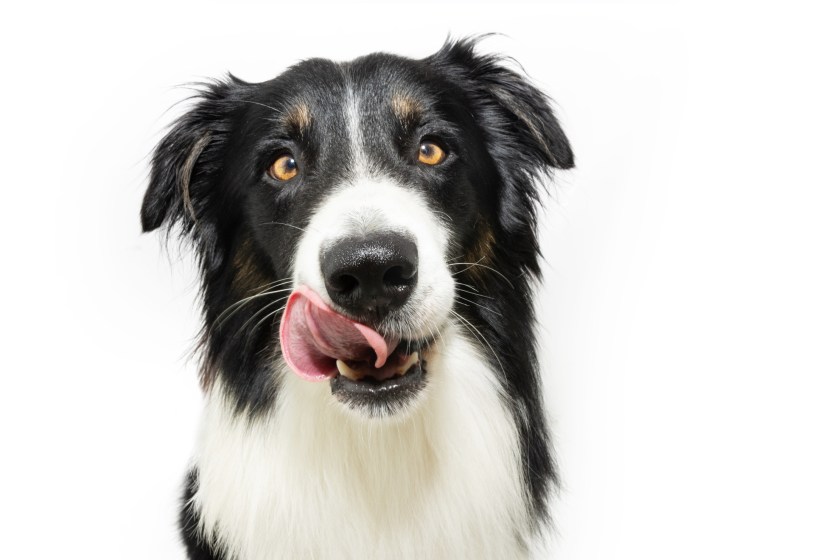 Veterinarian Warns Against Letting Your Dog Do One Thing After Large Parasite Found Inside Woman