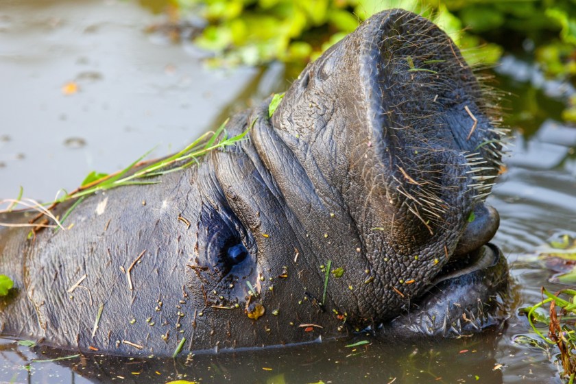 West Indian Manatee