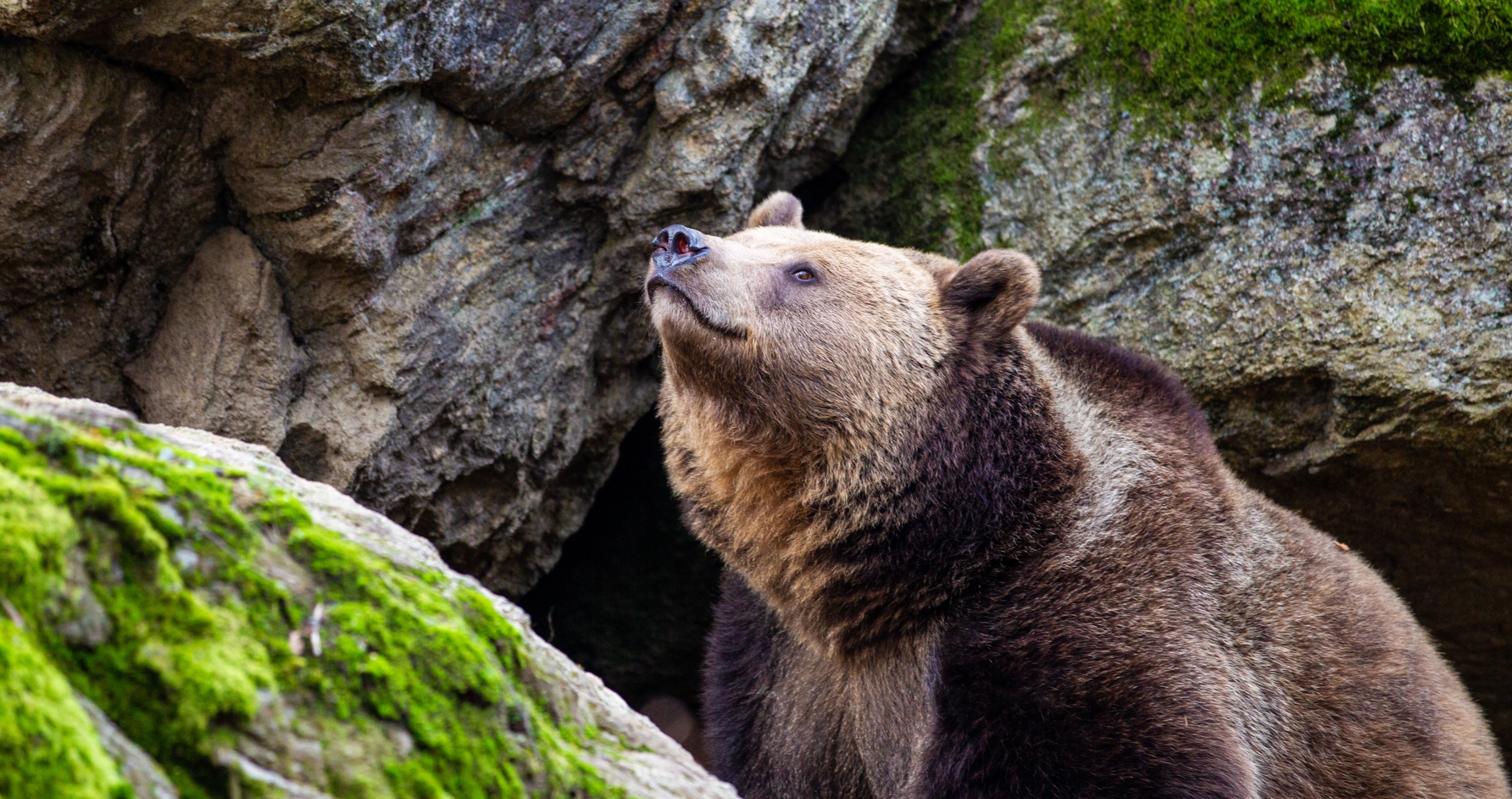 Western lawmakers are furious over the decision to keep grizzly bears on the Endangered Species List