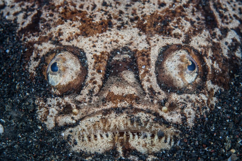 Whitemargin Stargazer