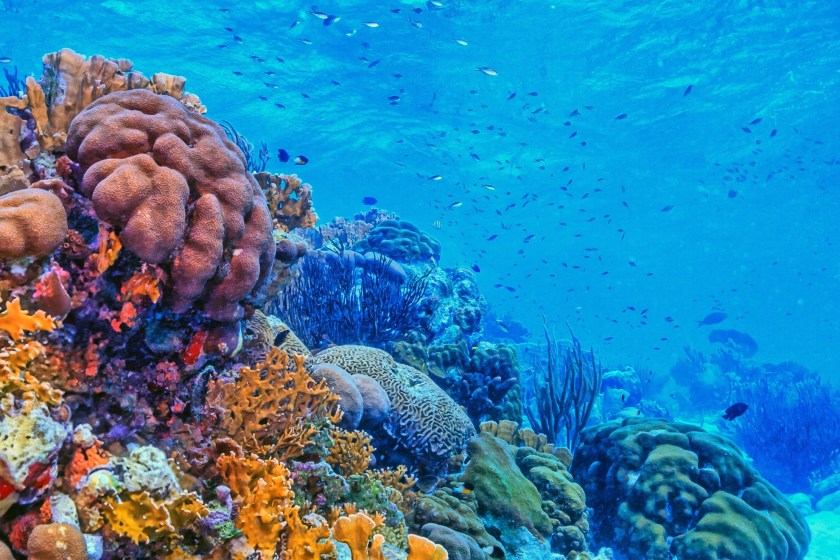 Why You Need To Invest In Reef-Friendly Sunscreen