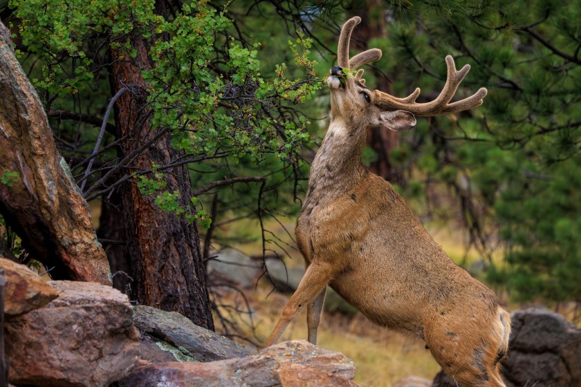Wild Life Crossing In Dubois to save mule deer