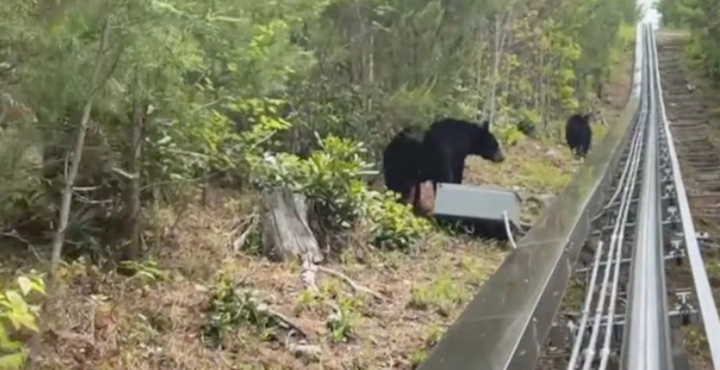 Woman Riding Rollercoaster Comes Face To Face With Two Black Bears In Scary Moment