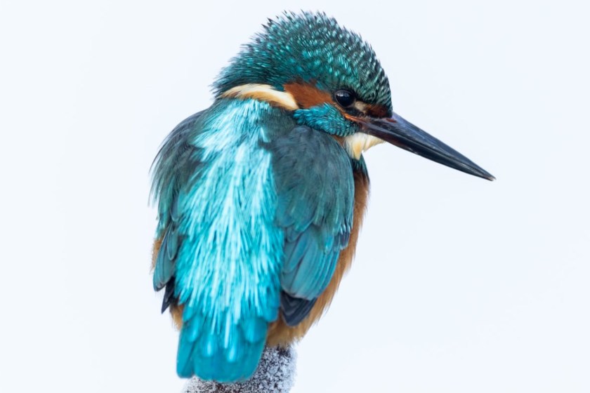 World Nature Photography Awards Silver Award