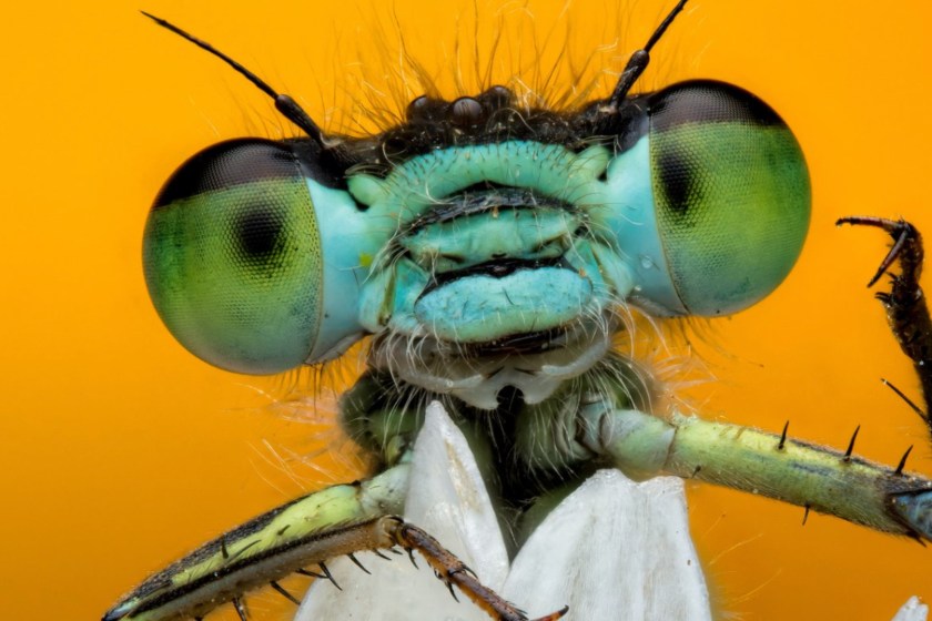 World Nature Photography Awards bug