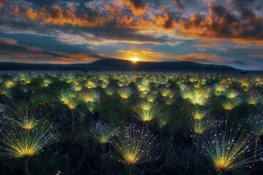 World Nature Photography Awards plants