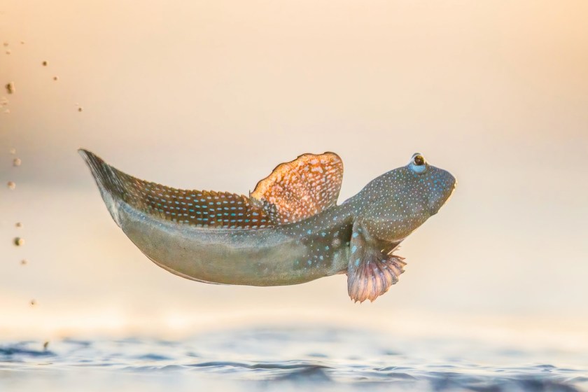 World Nature Photography Awards