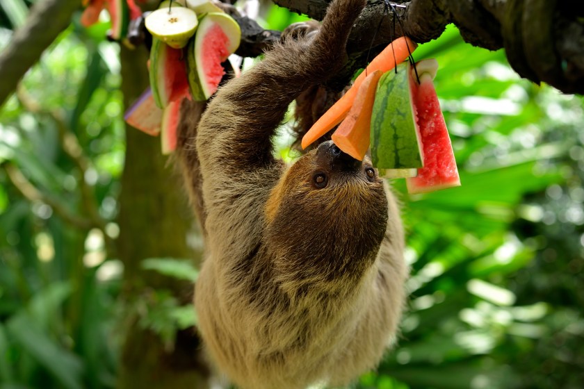 adorable sloth eating