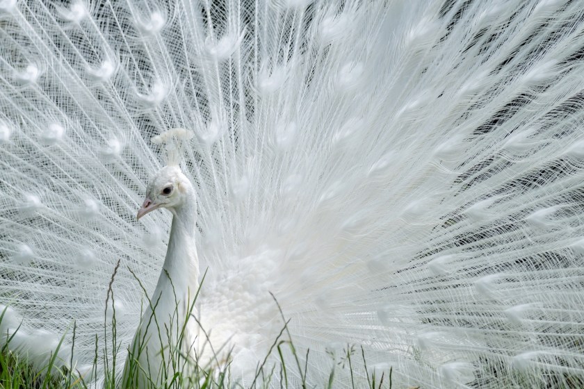 all white peacock