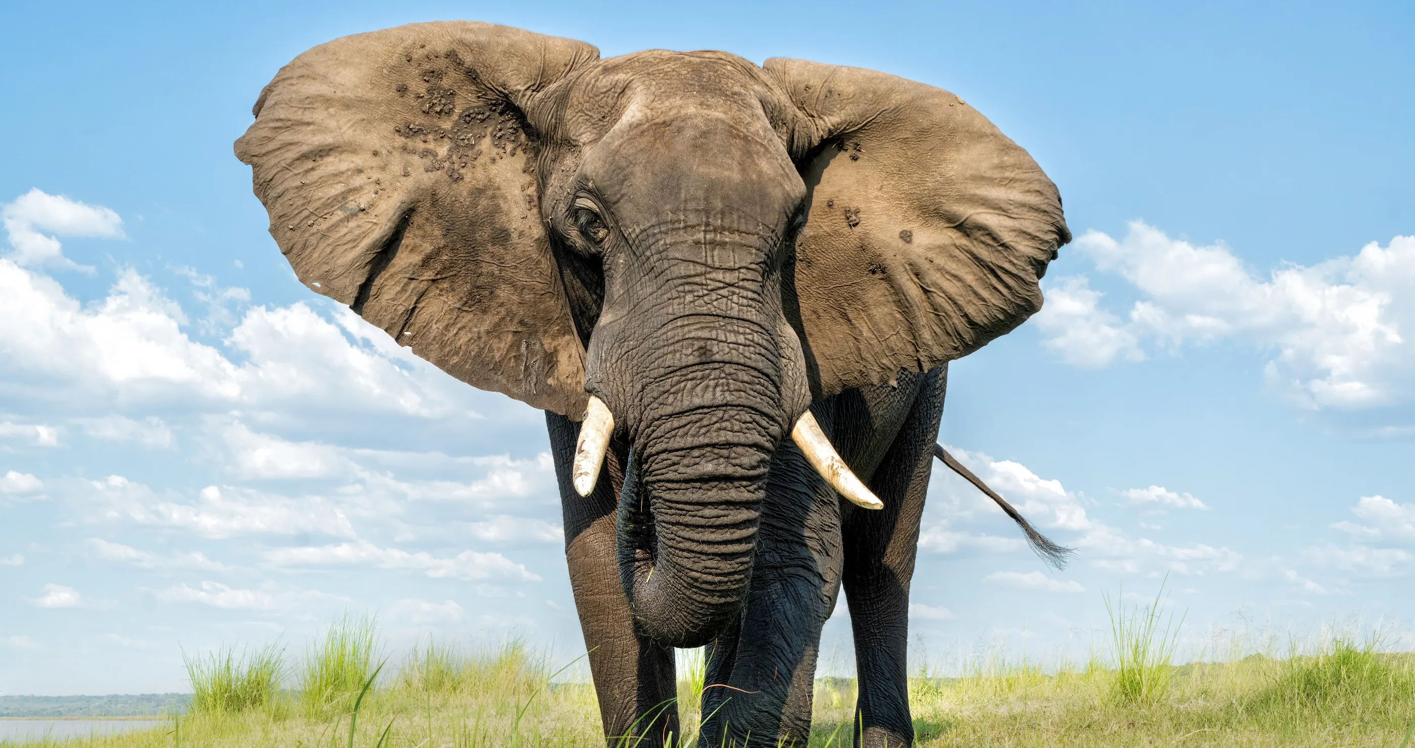 amazing facts about elephants