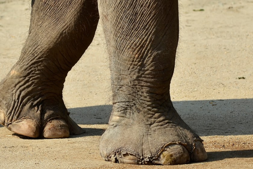 amazing facts about elephants elephants cannot jump