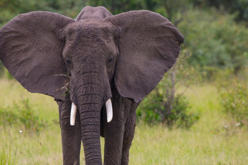 amazing facts about elephants their ears cool them down
