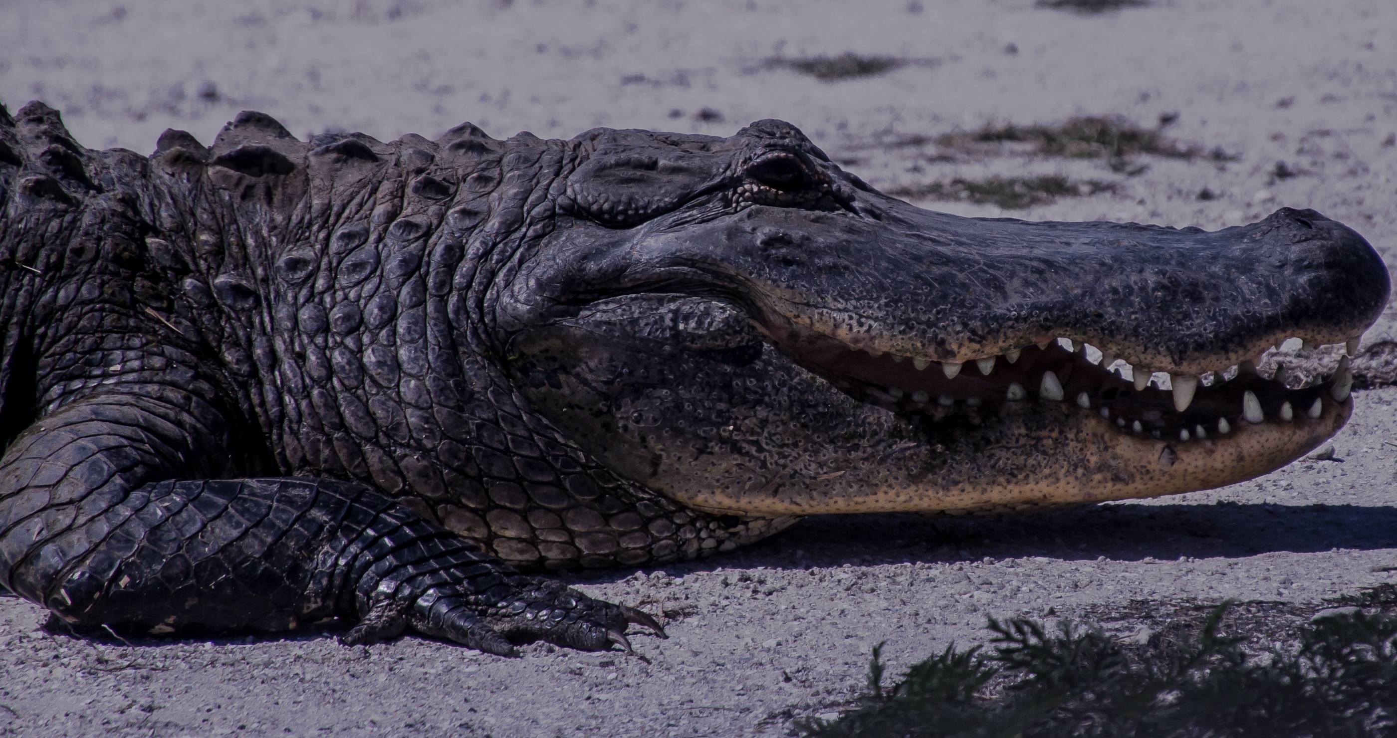 an alligator was found in a preschool parking lot