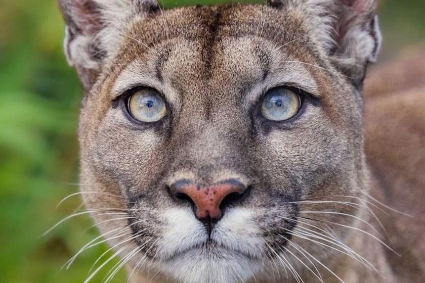 animals that beat the odds and made a comeback from extinction Florida panther