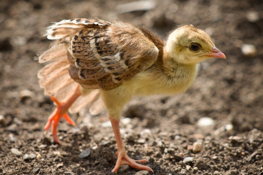baby peacock