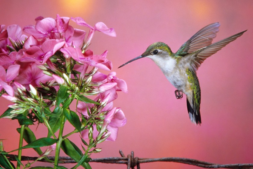 best plants to attract hummingbirds