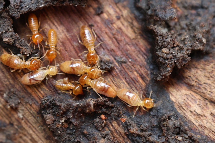 bugs you could eat to survive the wilderness