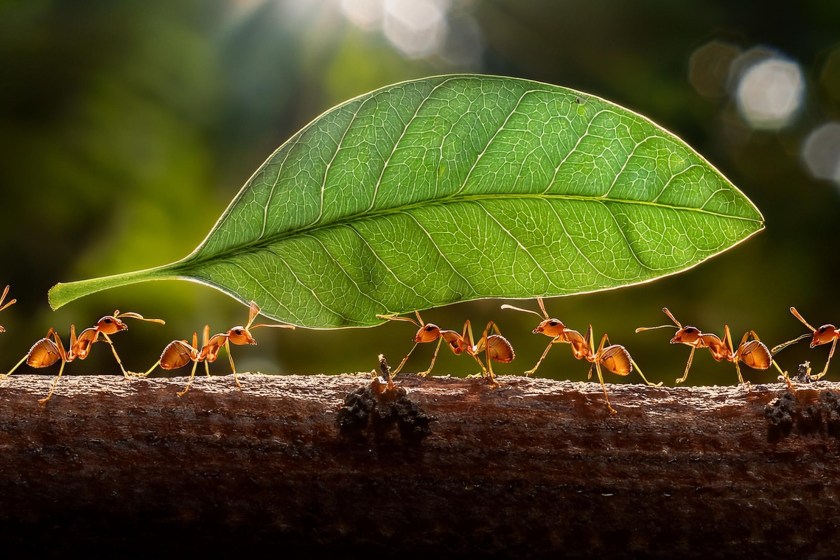 bugs you could eat to survive the wilderness ants