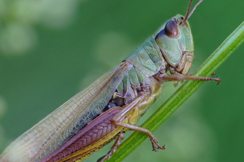 bugs you could eat to survive the wilderness