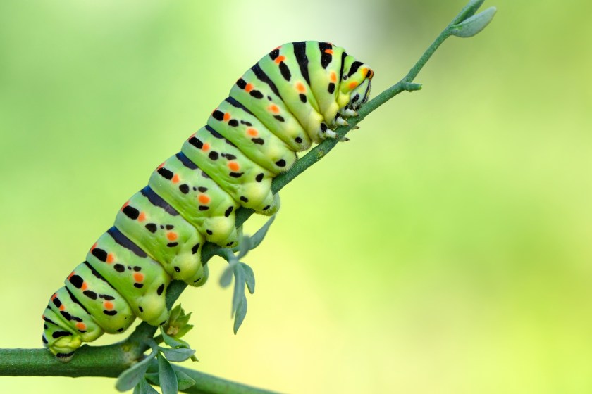 caterpillar on a twig