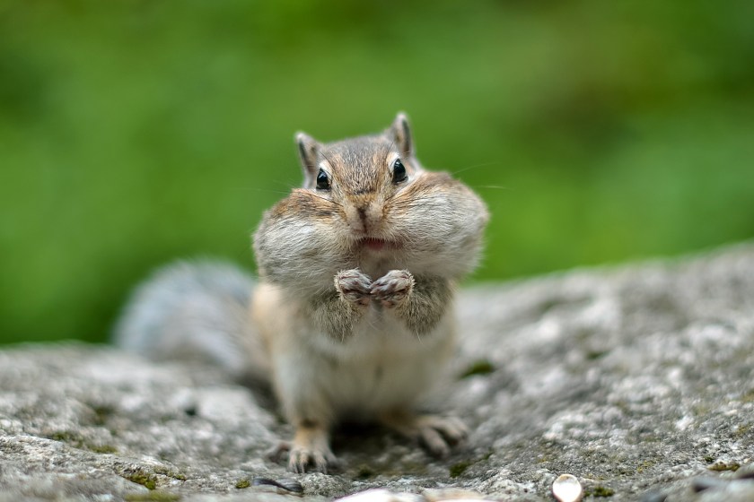 chipmunk with stuffed cheeks