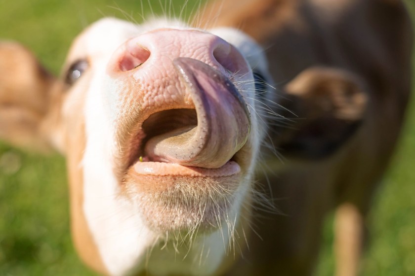 cow with tongue up nose