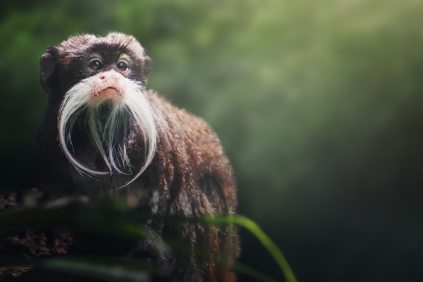 cutest animals in the world Bearded Tamarin Monkey
