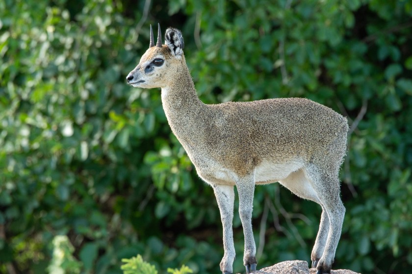 cutest animals in the world Dik Dik Deer