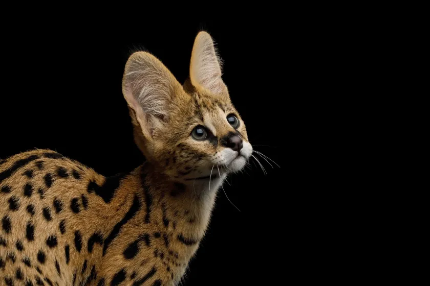 cutest animals in the world Serval