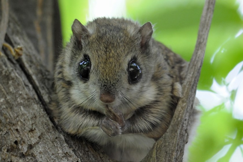 cutest animals in the world Siberian Flying Squirrel