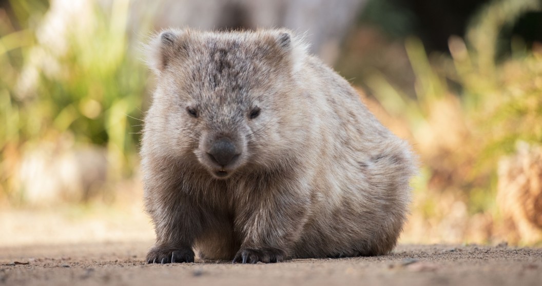 cutest animals in the world wombat