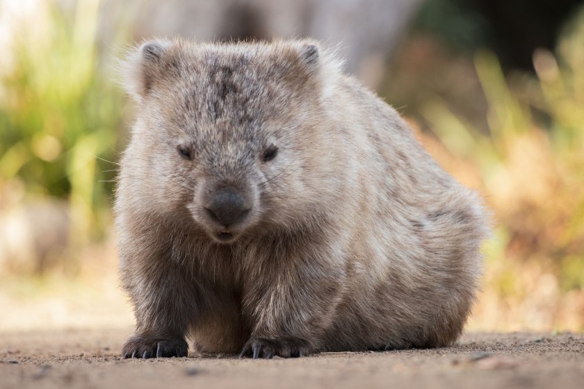 cutest animals in the world wombat