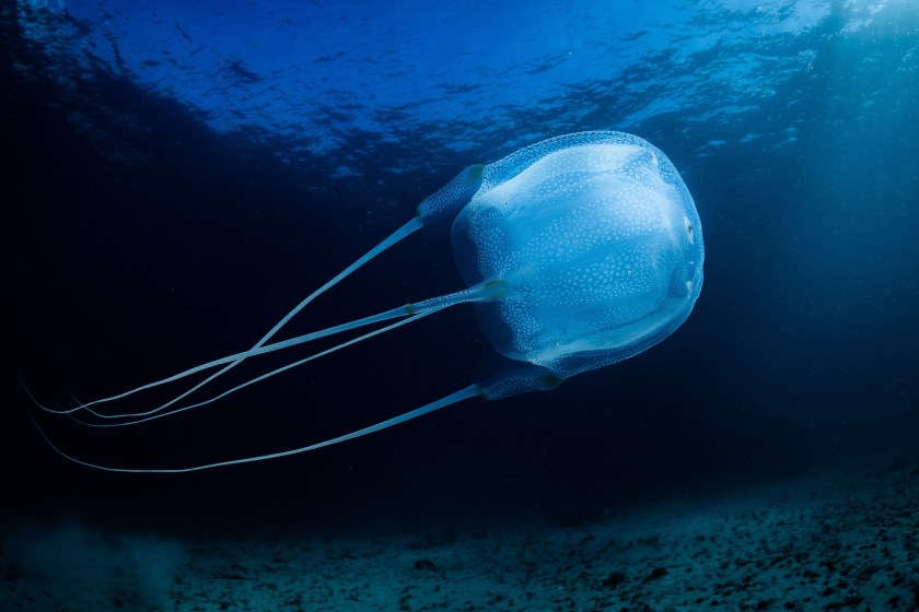 deadliest animals in Florida box jellyfish