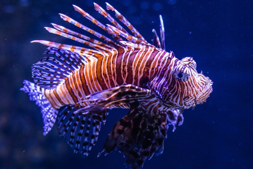 deadliest animals in Florida lionfish