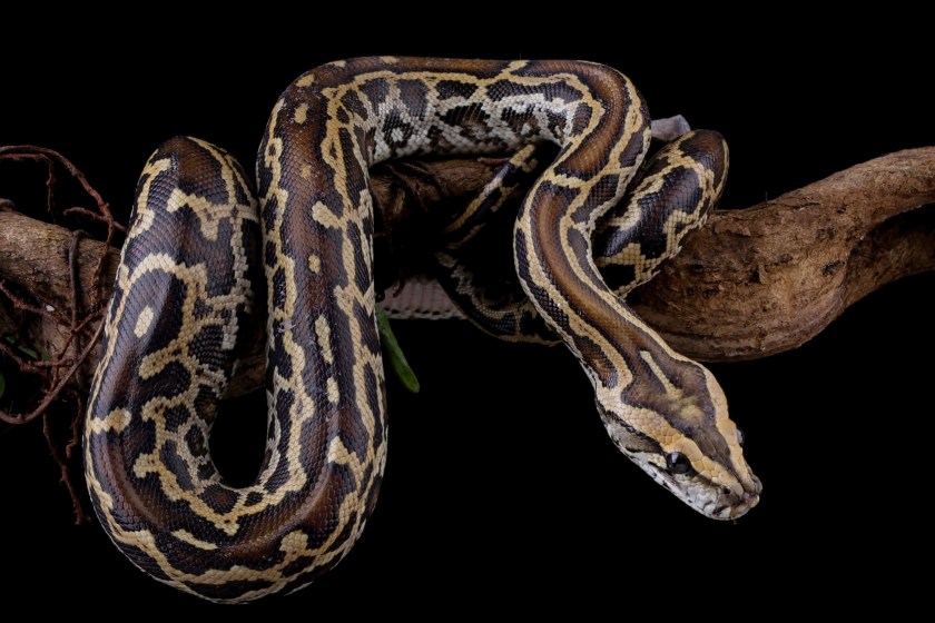deadliest animals in Florida python