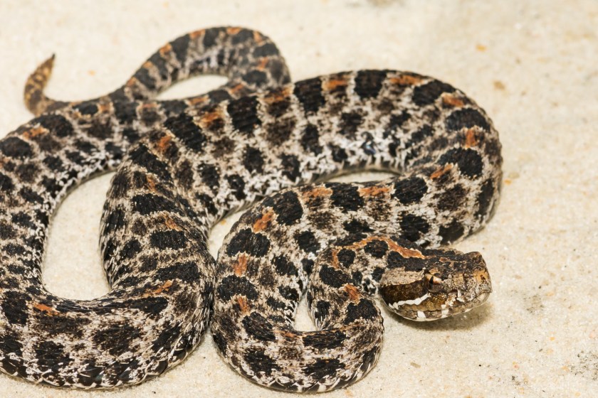 deadliest animals in Florida rattlesnake