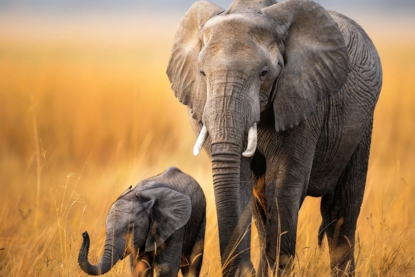 elephants are immune to cancer for the most part