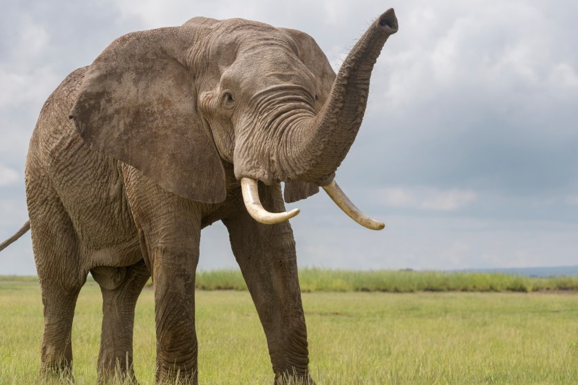 elephants have an incredible sense of smell