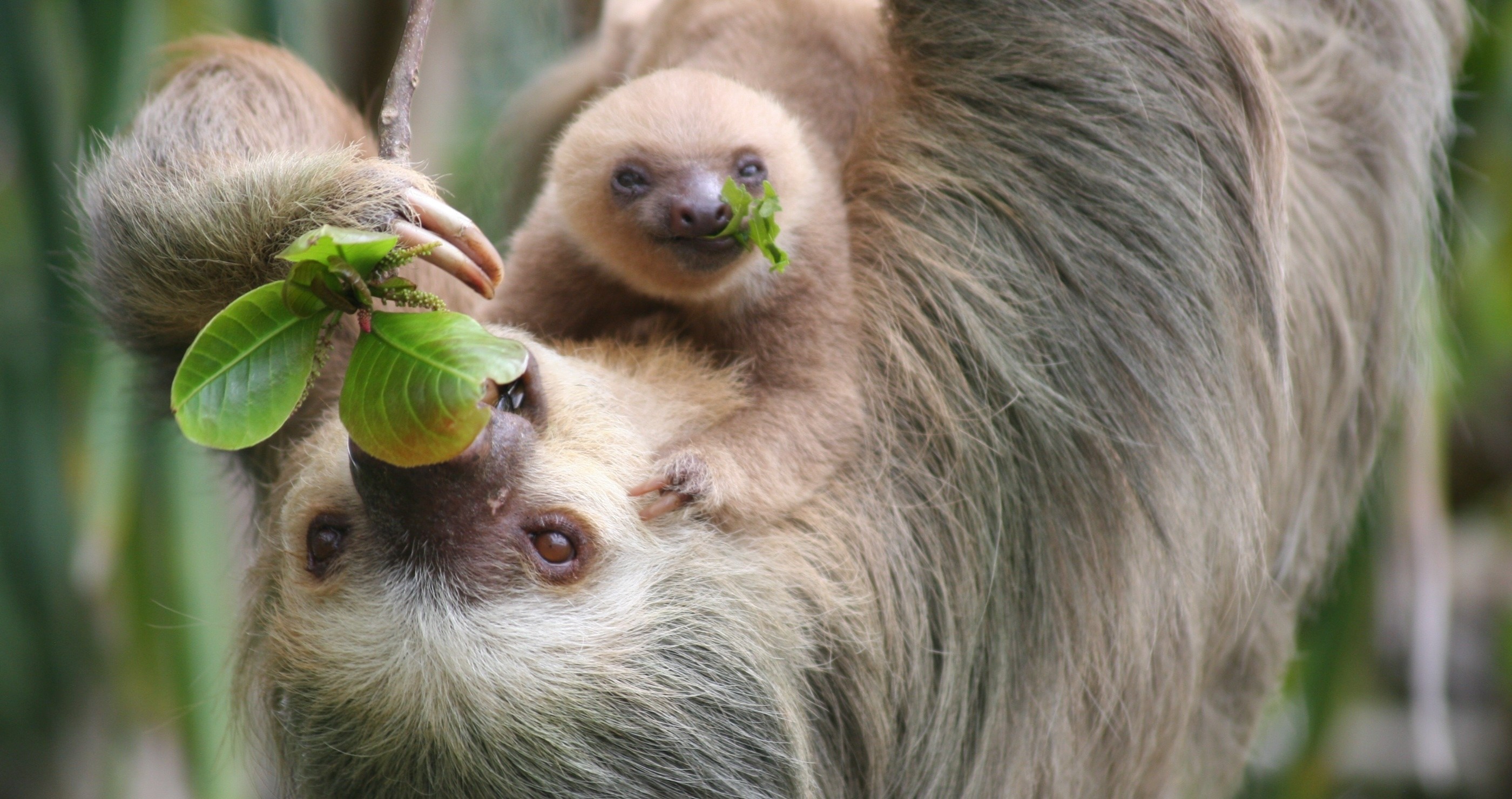 Sloths Aren't Just Slow! Here Are 4 Things I Bet You Didn't Know - Wide ...