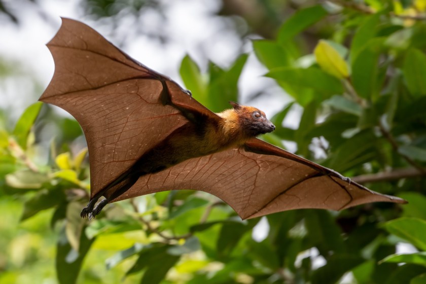 flying fox bat